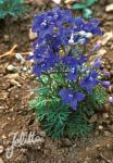 DELPHINIUM grandiflorum  'Blauer Zwerg' Portion(en)