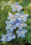 DELPHINIUM grandiflorum f. compactum Butterfly-Serie 'Light Blue Butterfly'