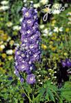 DELPHINIUM Pacific-Hybr. Pacific-Premium-Series 'Summer Skies Premium' Portion(s)