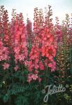 DELPHINIUM Pacific-Hybr. Pacific-Premium-Serie 'Astolat Premium'