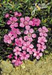 DIANTHUS alpinus   Portion(s)