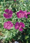 DIANTHUS amurensis  