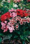 DIANTHUS barbatus nanus  'Midget'