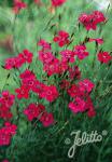 DIANTHUS deltoides  'Erectus' Portion(en)