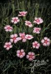 DIANTHUS gratianopolitanus  'Rosafeder'