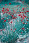 DIANTHUS pinifolius   Portion(en)