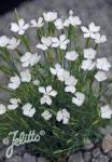 DIANTHUS strictus var. bebius   Portion(s)