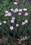 DIANTHUS subacaulis  