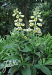 DIGITALIS grandiflora  'Cream Bell'(TM) Portion(en)