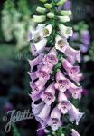 DIGITALIS purpurea F1-Camelot-Serie 'Camelot Lavendel' Portion(en)