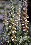 DIGITALIS lanata  