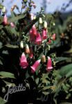 DIGITALIS thapsi  Spanish Peaks® Portion(s)