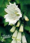 DIGITALIS purpurea  'Monstrosa White'