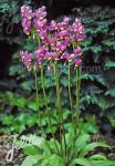 DODECATHEON meadia  'Goliath' Portion(s)