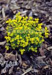 DRABA bruniifolia ssp. olympica  