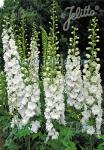 DELPHINIUM Elatum F1-Hybr. New Millennium Series 'Innocence' Portion(s)