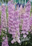 DELPHINIUM Elatum F1-Hybr. New Millennium Series 'Pink Blush'