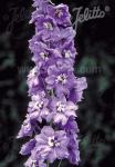 DELPHINIUM Pacific-Hybr. Magic Fountains-Series 'Magic Fountains Lavender', white bee Portion(s)