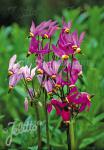 DODECATHEON meadia  Prachtmischung