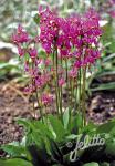 DODECATHEON meadia  'Red Colors' Seeds