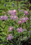 DIANTHUS superbus  