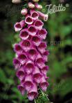 DIGITALIS purpurea  'Berggold' Portion(en)