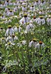 ECHINACEA pallida  'Hula Dancer'