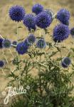 ECHINOPS ritro ssp. ruthenicus  'Platinum Blue'