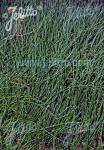 EPHEDRA distachya ssp. distachya   Portion(en)