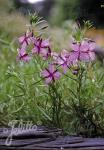 EPILOBIUM fleischeri   Portion(en)