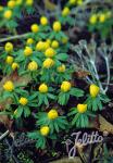 ERANTHIS hyemalis  