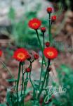 ERIGERON aurantiacus   Portion(s)