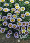 ERIGERON glaucus  'Beachboy Blue' Portion(s)