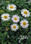 ERIGERON glacialis   Portion(s)