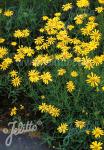 ERIOPHYLLUM lanatum   Portion(en)