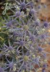 ERYNGIUM amethystinum   Portion(en)