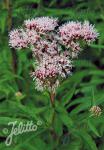 EUPATORIUM cannabinum  