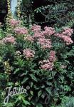 EUPATORIUM purpureum   Portion(en)