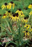 ECHINACEA paradoxa var. paradoxa   Portion(s)