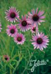 ECHINACEA tennesseensis  'Rocky Top' Portion(en)