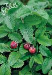 FRAGARIA moschata   Portion(s)