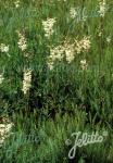 FILIPENDULA vulgaris  