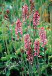 FRANCOA sonchifolia  