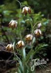 FRITILLARIA lanceolata   Portion(en)