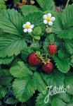 FRAGARIA vesca var. semperflorens  'Improved Rügen'