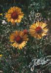 GAILLARDIA aristata  Wildform