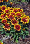 GAILLARDIA aristata  'Arizona Sun' Portion(en)