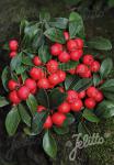 GAULTHERIA procumbens  'Redwood'(TM) Portion(en)