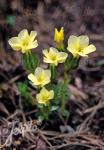 GENTIANA oschtenica   Portion(en)