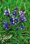 GENTIANA pneumonanthe  